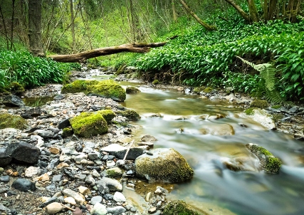 River in forest in Telford